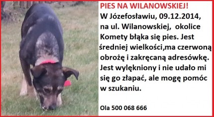 Błąkający się pies na Wilanowskiej w Józefosłąwiu - 20141209_094846 — kopia.jpg
