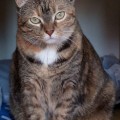 Zaginęła kotka tricolor - 20171001_103035~2.jpg